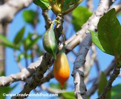 گیاهان تیره (خانواده)  پاپایا - Caricaceae